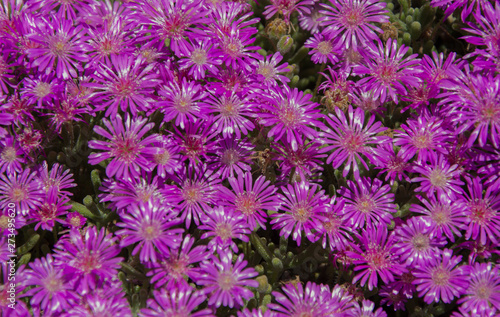 Muchas flores de color morado o malva