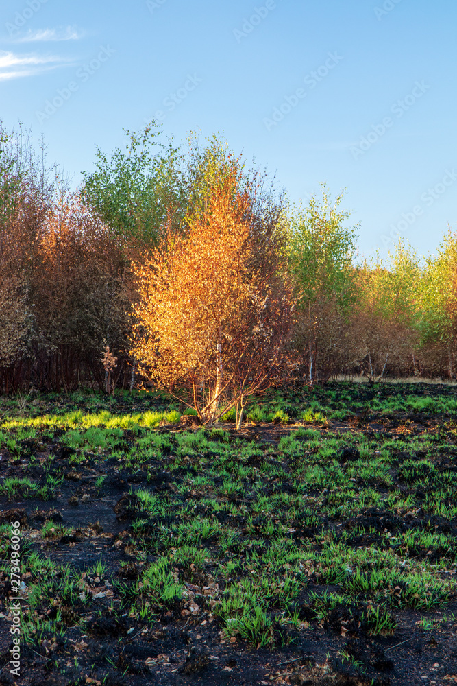 Naklejka premium Wanstead flats after the fire
