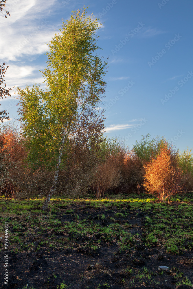 Fototapeta premium Wanstead flats after the fire