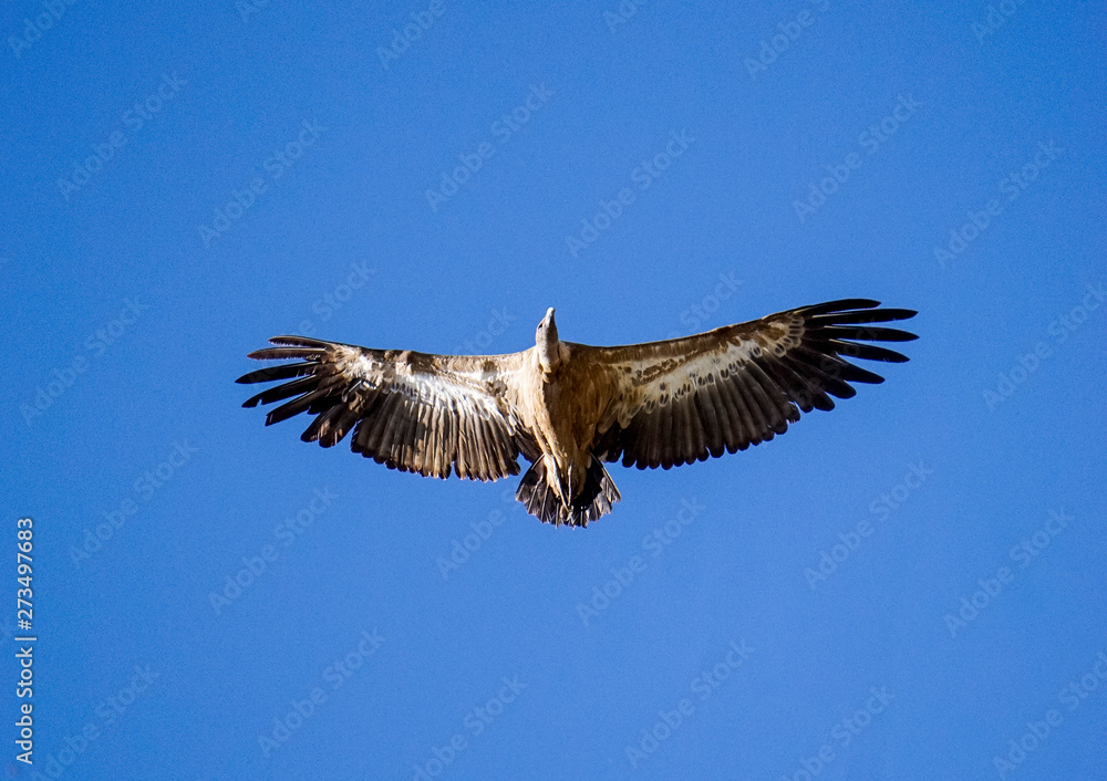 vultures in the national park of Monfrague vultures in the national park of Monfrague