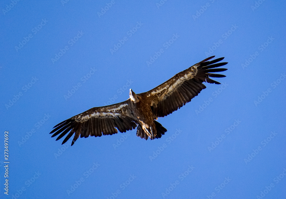 Obraz premium vultures in the national park of Monfrague