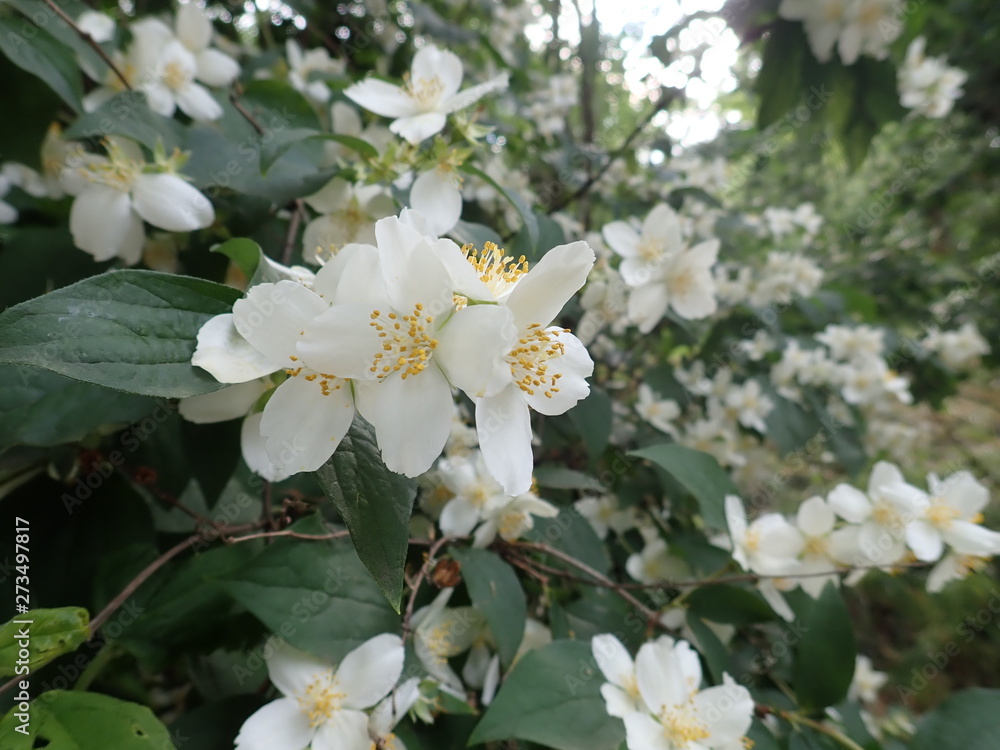 Obraz premium beautiful yasmine tree in a white blossom