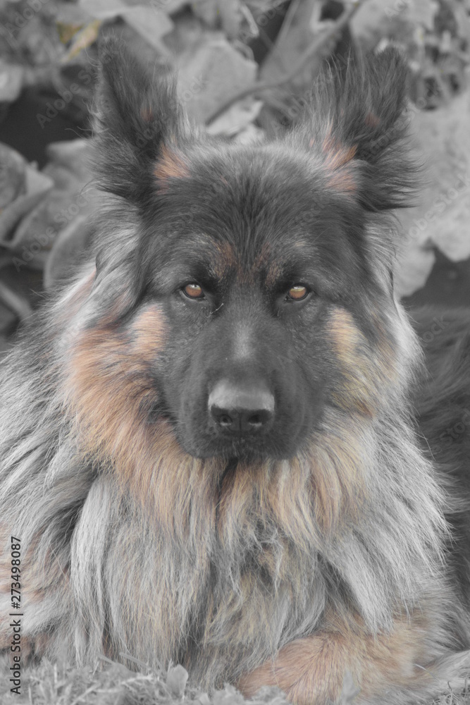 Xavier Von Skorpionenblut