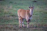 The common eland (Taurotragus oryx)