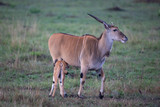 The common eland (Taurotragus oryx)