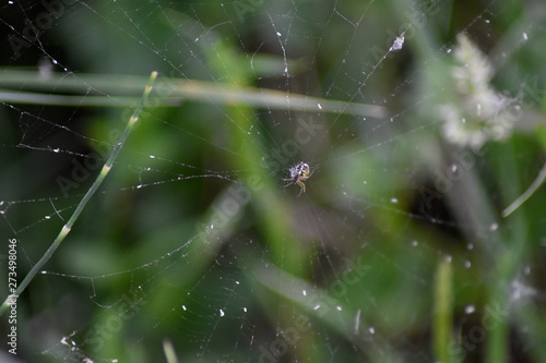Black-yellow spider in the center of his web