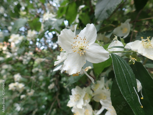 beautiful yasmine tree in a white blossom