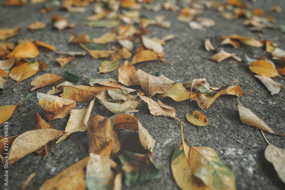 Leaf on ground in park in the morning. Leaf on ground in park in the morning.