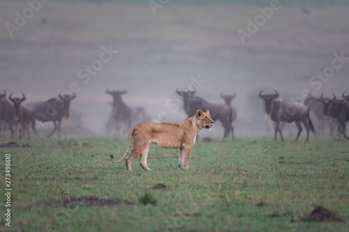 Hunting lion