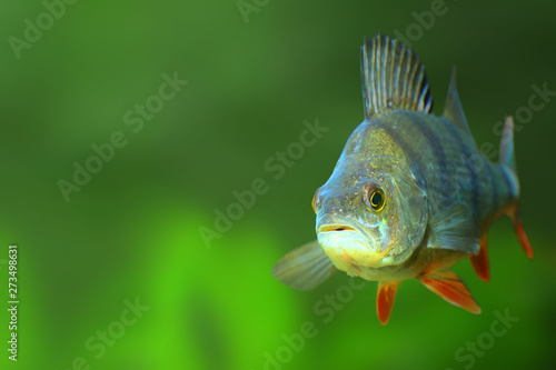 Underwater photo of The European Perch - Perca fluviatilis. Picture with copy space.