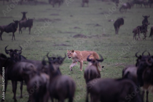 Hunting lion
