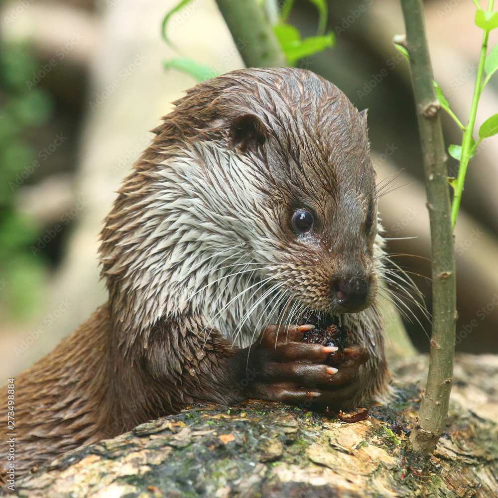 The European Otter - Lutra lutra swimming and hunting in Uhlava River. This animal is dangerous pest for fish farm and aquaculture. Wildlife in National Park Sumava. Czech Republic, Europe. The European Otter - Lutra lutra swimming and hunting in Uhlava River. This animal is dangerous pest for fish farm and aquaculture. Wildlife in National Park Sumava. Czech Republic, Europe.