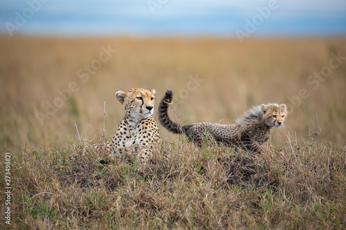 Canvas Print Cute cheetah cub