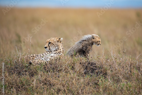 Photography Cute cheetah cub