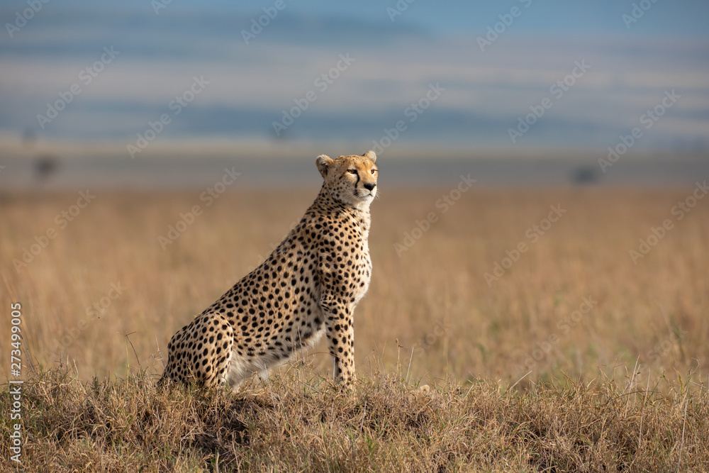 Naklejka premium Cheetah in Masai Mara National Park
