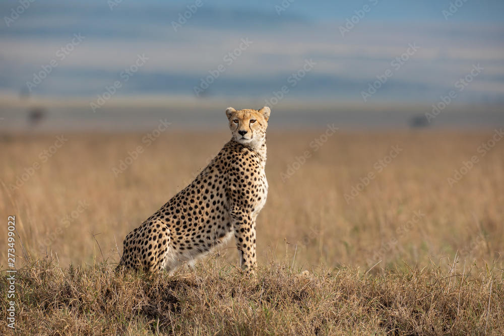 Naklejka premium Cheetah in Masai Mara National Park