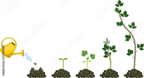 Growth stages of blackberry plant from planting a seed to plant with green leaves isolated on white background