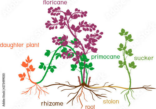 Parts of plant. Morphology of blackberry shrub with floricane, primocane, sucker, daughter plant and root system isolated on white background