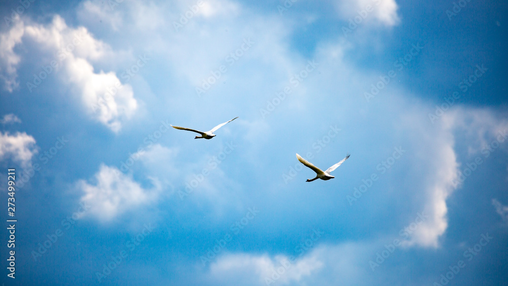 Mute swans in flight Mute swans in flight