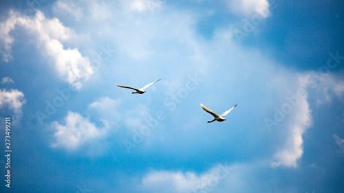 Mute swans in flight © Mike Shawbrook