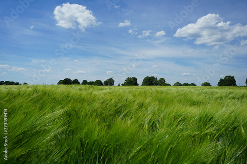 Fotografie Rural landscape with korn fields and blue horizon