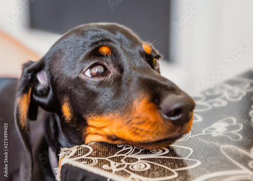 Black and tan puppy miniature dachshund portrait resting his head on a table with puppy dog sad eyes.