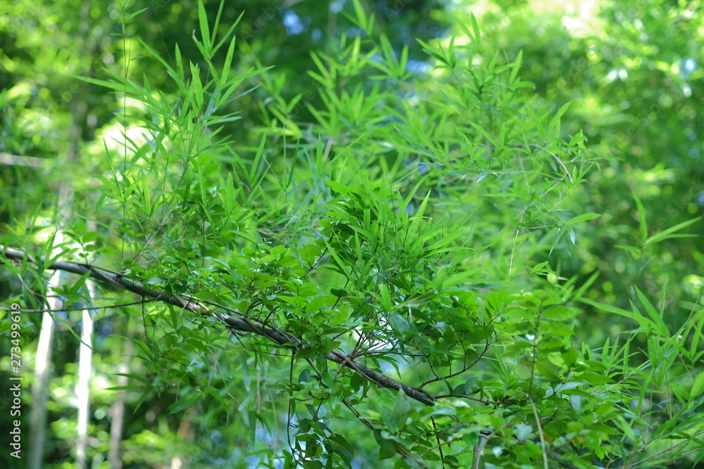 green grass with water drops