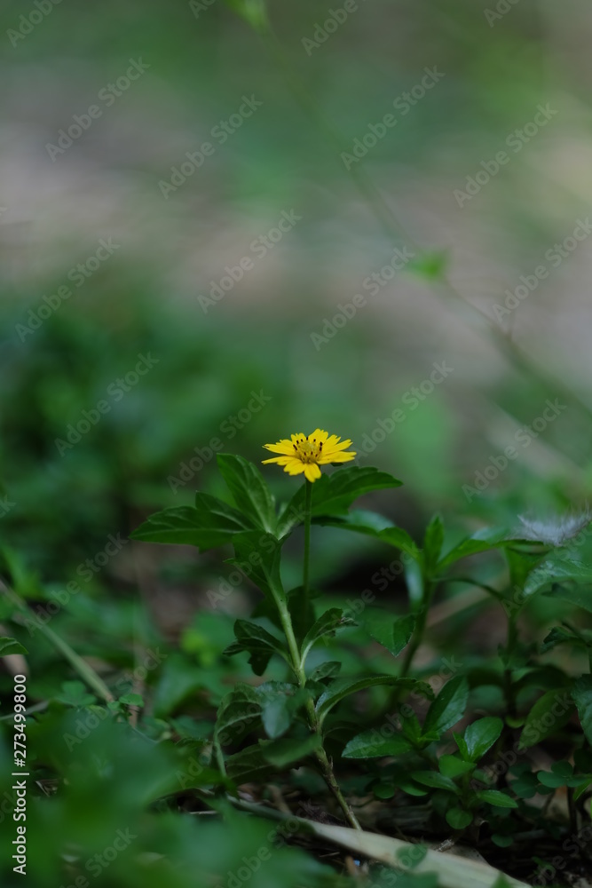 yellow flower in grass yellow flower in grass