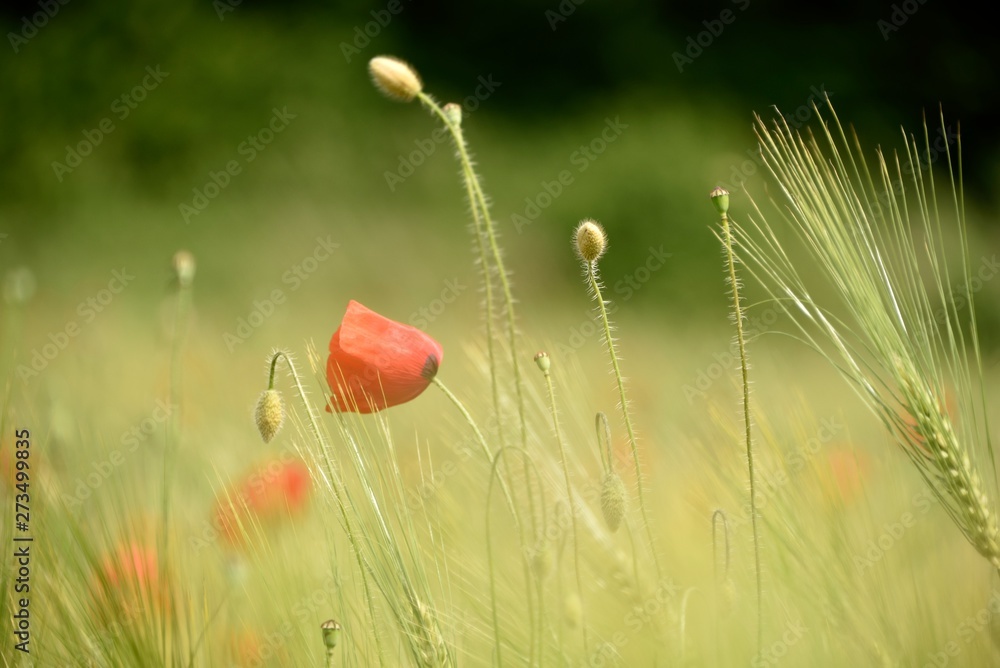 Naklejka premium Blé et coquelicots