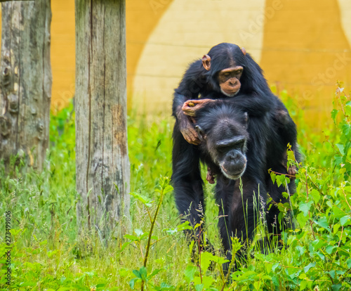 Fényképezés Portrait of a young western chimpanzee riding on the back of an adult chimp, cri