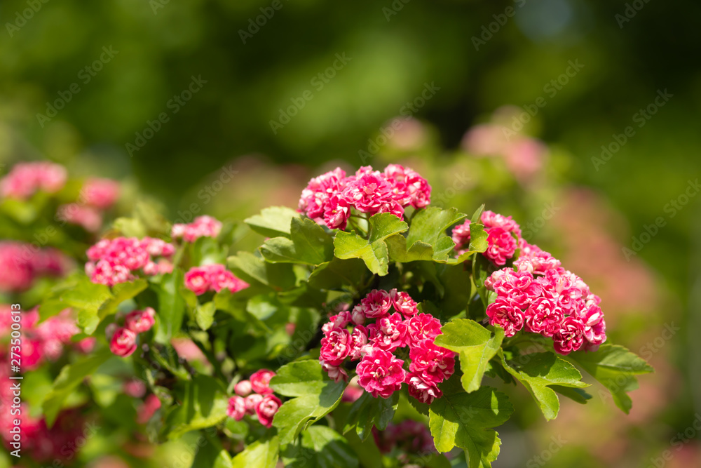 Flowers of the double pink hawthorn at summer in Finland Flowers of the double pink hawthorn at summer in Finland
