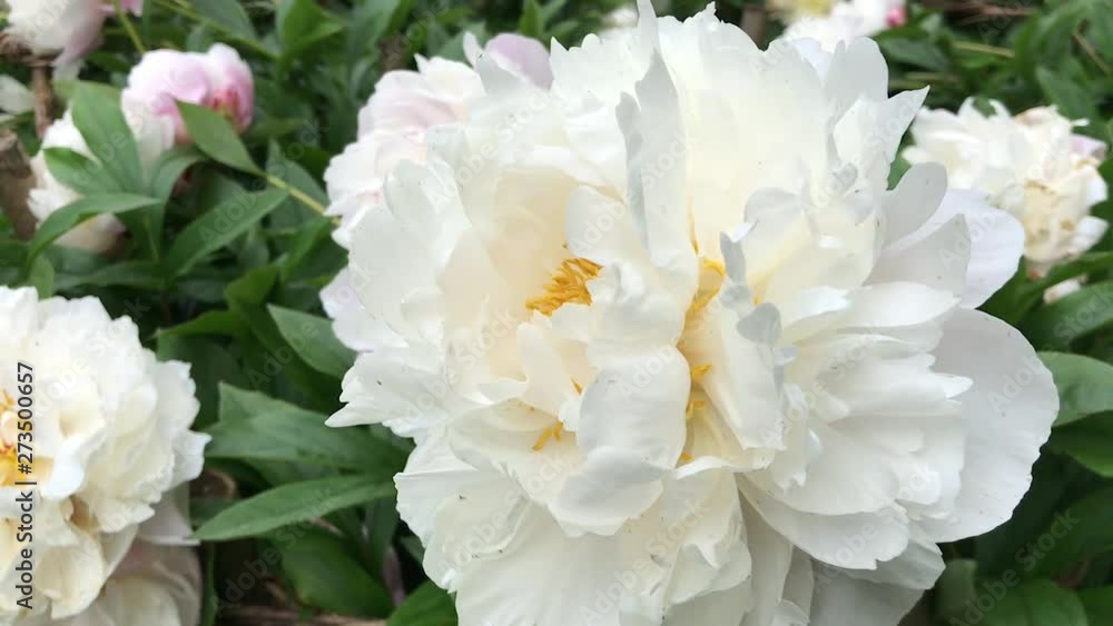 Peony flowers in bloom Peony flowers in bloom