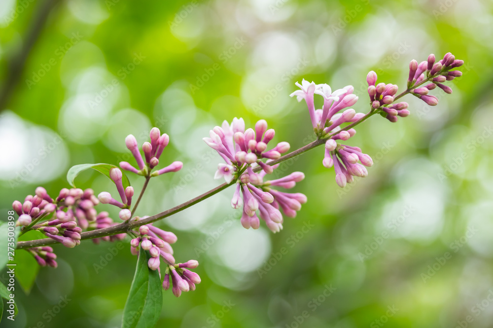 Lilac branch with flowers and buds in the summer garden