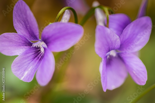 close up of purple pink flowers growing blooming in forest, design