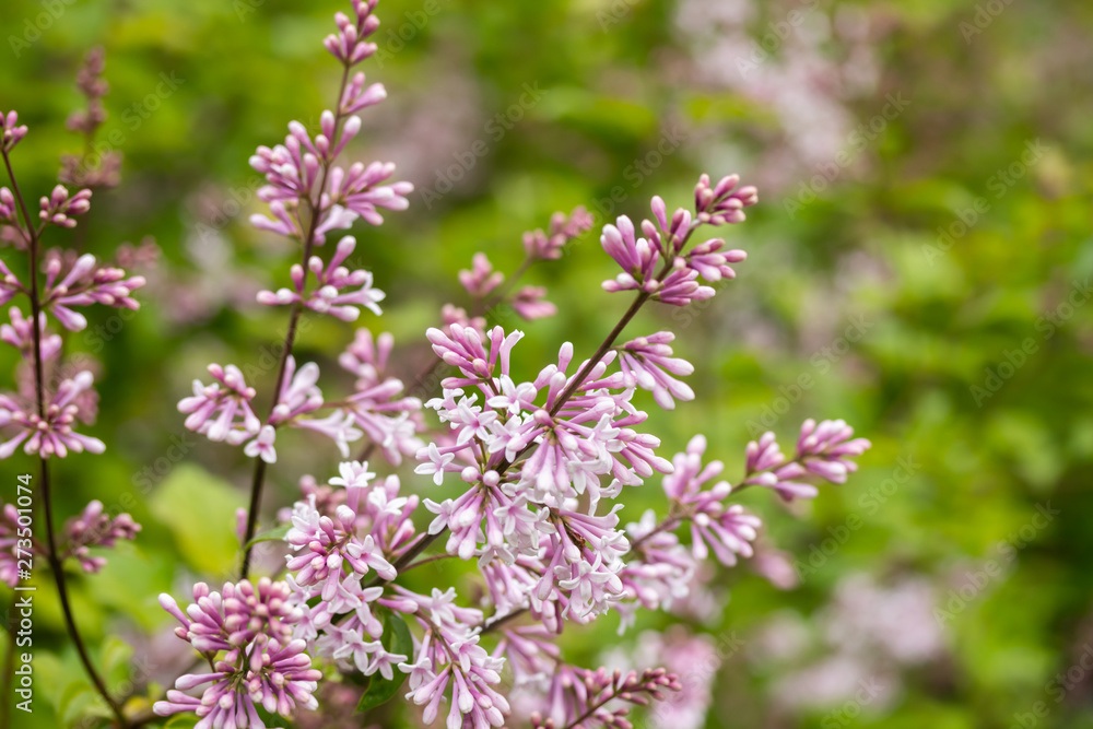 Lilac branch with flowers and buds in the summer garden