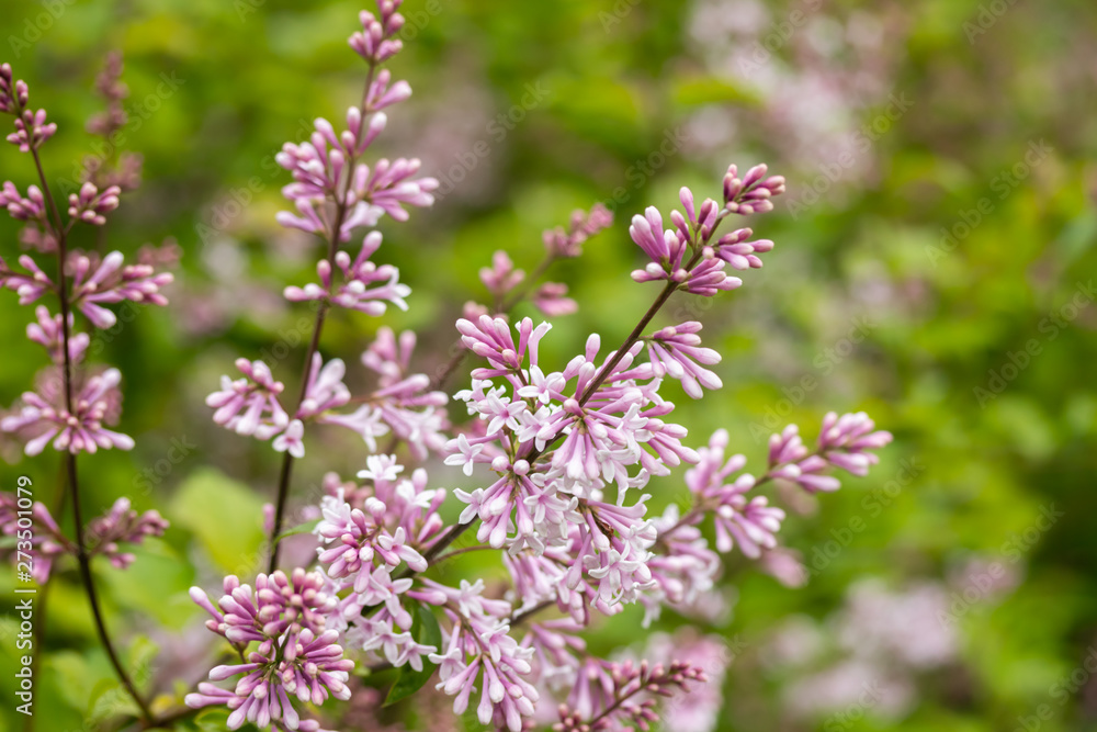 Lilac branch with flowers and buds in the summer garden