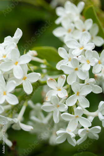 Lilac branch with white flowers in the summer garden © Elena Noeva