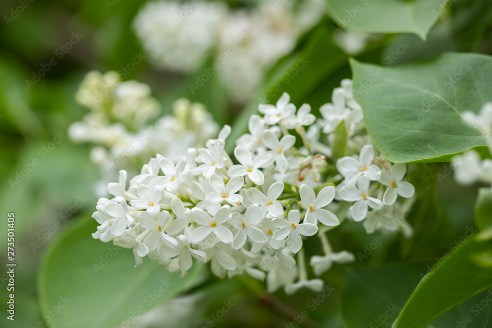 Lilac branch with white flowers in the summer garden Lilac branch with white flowers in the summer garden
