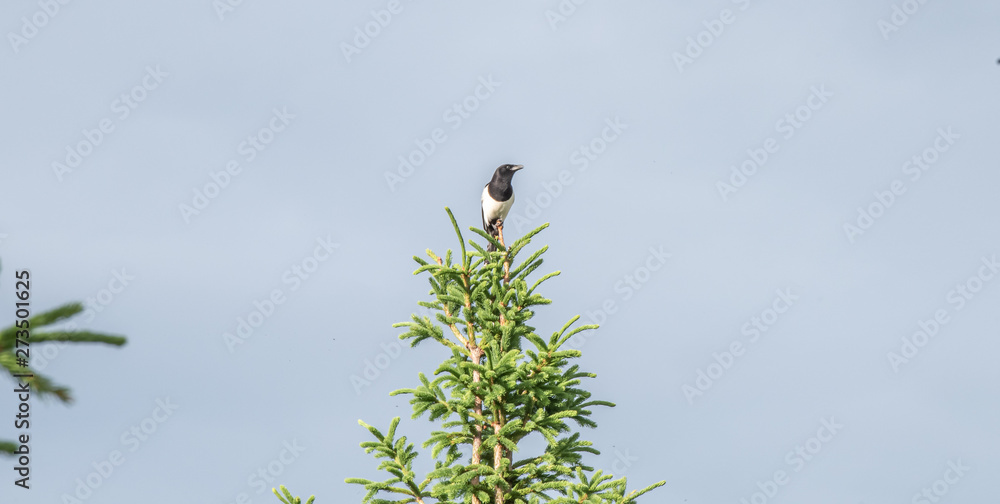 pica on top of picea