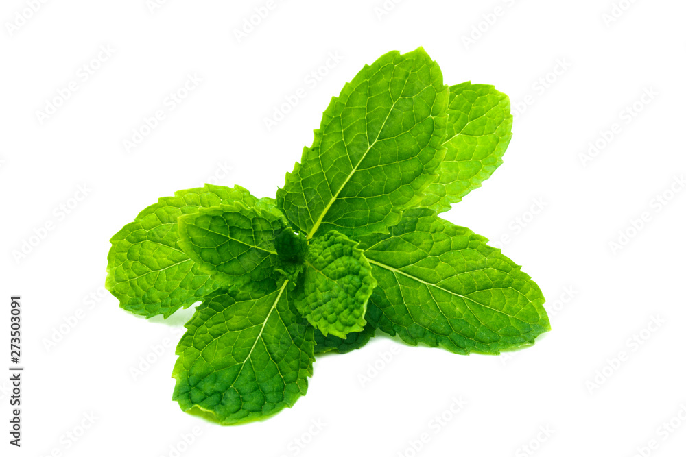 Fresh and green peppermint, spearmint leaves isolated on the white background. close up mint. Fresh and green peppermint, spearmint leaves isolated on the white background. close up mint.