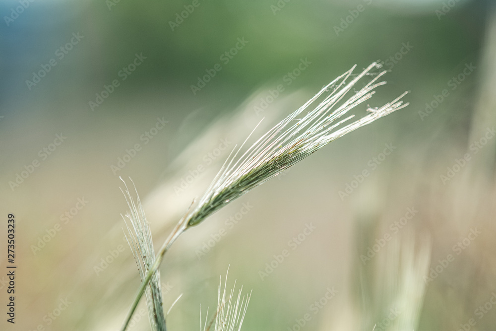 Ripe barley on the field on late summer Ripe barley on the field on late summer