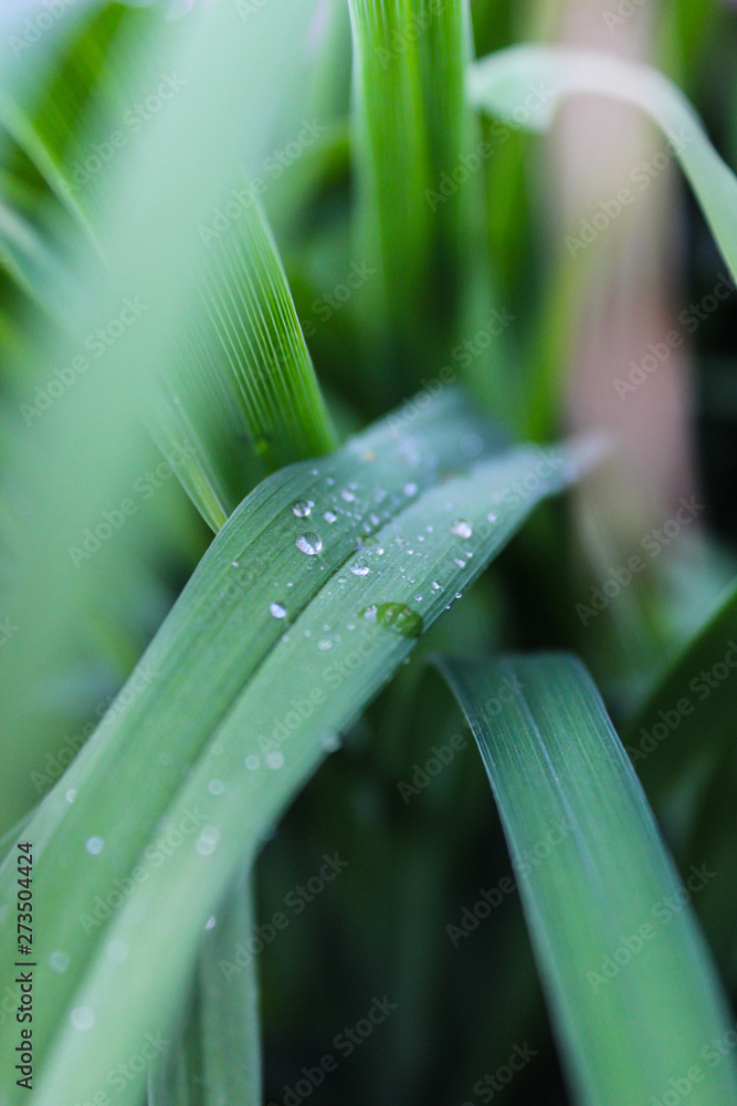 Obraz premium morning dew