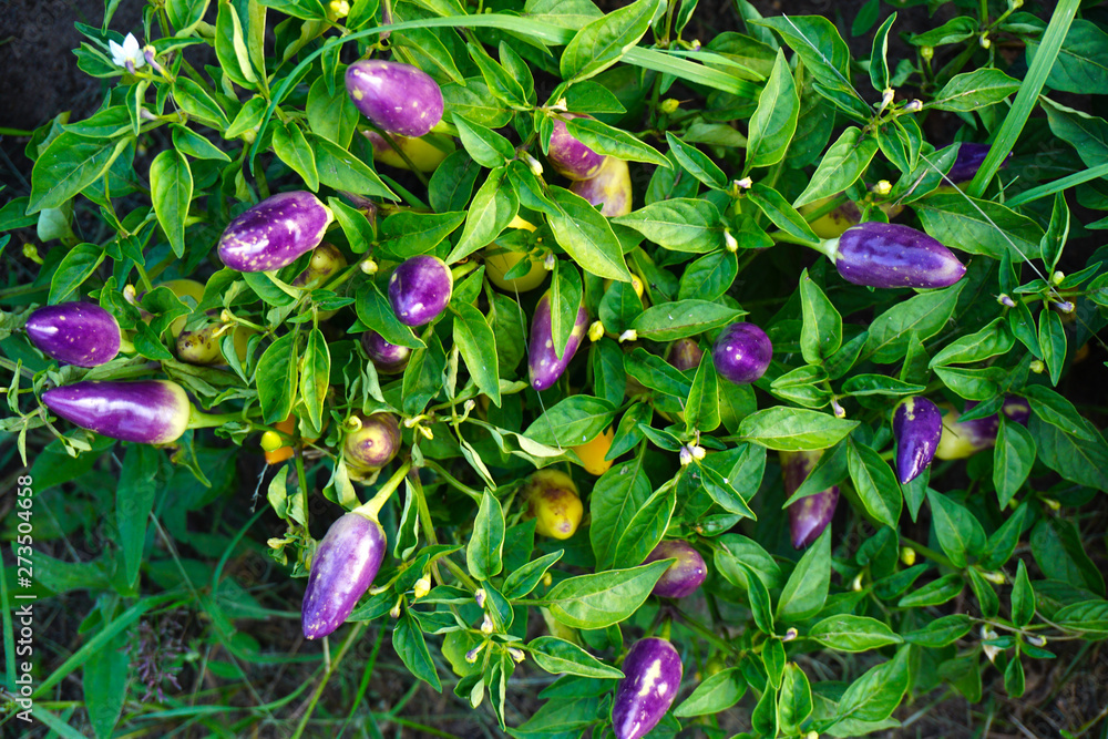 Peppers on the Field in Rows With Green Leaves Peppers on the Field in Rows With Green Leaves