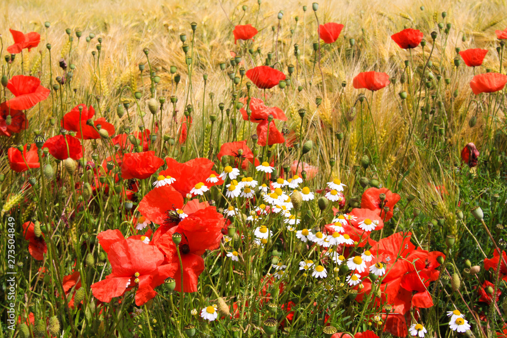 Obraz premium View on grain field in summer with red corn poppy flowers (Papaver rhoeas) and white and yellow chamomile flowers