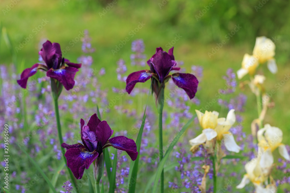 Purple and cream irises. Spring or summer flowers closeup Purple and cream irises. Spring or summer flowers closeup