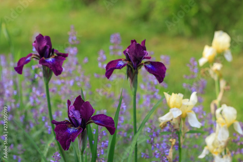 Purple and cream irises. Spring or summer flowers closeup