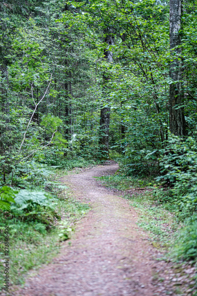beautiful pathway in the green forest after the rain beautiful pathway in the green forest after the rain
