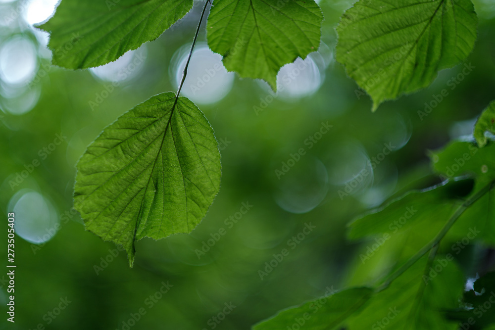 young fresh linden tree leaves in forest summer after the rain young fresh linden tree leaves in forest summer after the rain