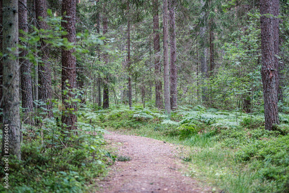beautiful pathway in the green forest after the rain beautiful pathway in the green forest after the rain