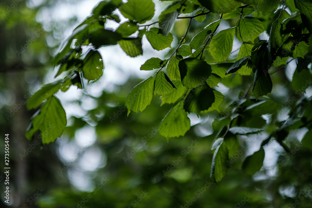 young fresh linden tree leaves in forest summer after the rain